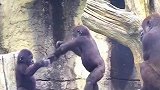 这一幕把人看呆，猩猩小弟太惨