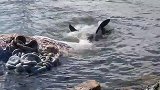 澳大利亚：一座头鲸被船撞死，身体被大白鲨啃食