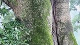 中国金丝楠木王，树龄1300年以上