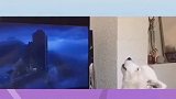 狗：我没有去演戏，真是动画片的一大遗憾！
