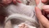 小猫：你干啥呢，快放开我，我要找我妈妈！