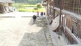 四川方言：老表医生出诊，灾舅子太逗了，尽出洋相！