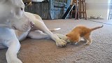 站都站不稳的小橘猫，跑来撩大狗：我可爱吗