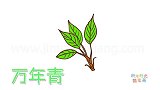 植物简笔画大全，画简单的万年青简笔画