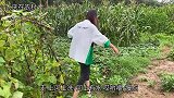 连续几场暴雨过后，村旁的桥被大水淹没，对面的三轮车还能过来？