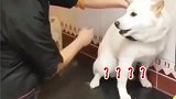 柴犬：曾经我也试图反抗过，可是后来真的很舒服