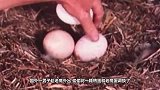 男子给老鹰孵鸭蛋，小鸭子出壳后老鹰懵了，笑得我肚子疼！