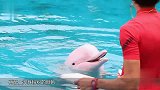 世上最美丽的海豚 身体竟是粉色 科学家分析这可能是一种疾病！