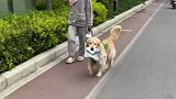 狗狗帮主人拿快递，女生直呼可爱
