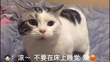 主人不让猫咪在床上睡觉，猫咪居然张口说人话：你滚