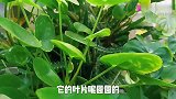 铜钱草是风水花，寓意发财团圆，很适合居家养，养护注意几个事项