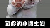 可怜的中国土狗，正在走向灭绝