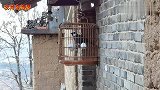 【鸟视界】把珊瑚鸟挂在门口，它开心的越叫越起劲哦！