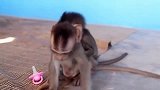 两只猴宝宝天天抱在一起，猫咪也加入它们，想一起玩耍