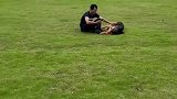 搜救犬的退休生活有多安逸