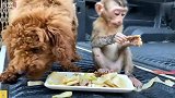 长毛狗正在吃食，猴子却跑过来捣乱，狗狗生气了