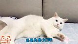傲娇的猫咪也会吃醋，撒娇起来的样子逗笑了铲屎官