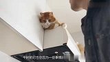 猫咪坐火车，回来发现主人抱着别的猫瞬间发飙，猫：你给我下来！