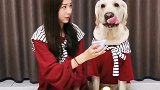 多多:我还年轻，还没找媳妇难道…多多神犬 拉布拉多 护航高考2020 霸王花多米