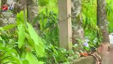 猴子横孩子生气了，爬上大树痛哭流涕，有趣