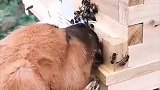 狗子吃蜜蜂，狗头蛰成猪头
