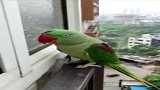 鹦鹉：这一举一动，你能看懂它想要做什么吗