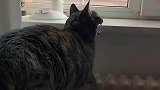 猫咪张嘴颤抖，主人疑惑万分
