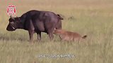 狮子捕食落单水牛，不料水牛同伴赶到，镜头拍下全过程