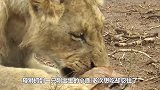 母狮抓到一只刚出生的小鹿，多次想吃却忍住了，镜头记录暖心画面