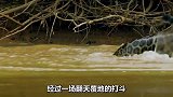 大鳄鱼想捕猎美洲豹，却被美洲豹一口咬住，鳄鱼毫无还手之力
