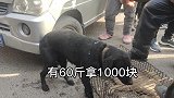 农村大叔把看家狗卖了，四脚朝天装入铁笼，狗狗信任瞬间崩溃