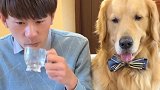 金毛蛋黄追剧，爸爸叫它不停地倒水，蛋黄的做法太机智了