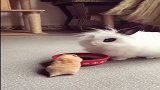 小白兔吃东西，小仓鼠跳进碗里，真可爱