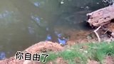 小伙放生青蛙，结果还是逃不过自然的法则，大娃吃小娃！