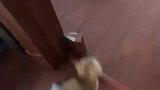 小猫带主人进房，示意门框坏了