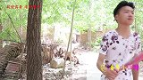 甜甜被来福嘲笑太矮不开心，妈妈给甜甜扎“冲天辫”，增高神器