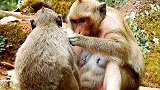 幸运日孤儿小猴子，西从猴妈妈哪里获得温暖
