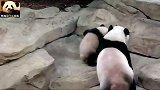 熊猫宝宝没有小伙伴，只能缠着妈妈：跟我玩跟我玩！