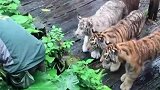 工作人员入园拾取掉入虎园手机