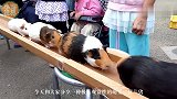 荷兰猪不是猪，也并非来自荷兰，因呆萌温顺，受到养宠人青睐