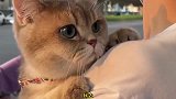 爆笑：你这只小猫咪是是可爱多长大的吗，这圆圆的眼睛咋就这么可爱呢