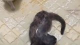 猫咪贪玩钻进床垫塑料膜中，结果出不来了