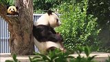 熊猫旦旦背靠大树小口小口吃竹笋，度过在日本最后一段打工时光