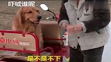 金毛轮胎可聪明了，主人跟它交流毫无障碍