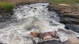 狐狸站在河边，看见一条巨型鲶鱼，狐狸今晚有口福了