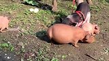 迷你小河马和小乳猪打架了