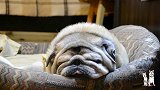 巴哥犬睡觉太死，打雷都不带醒的，网友：看家是指不上了