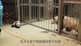 小熊猫“越狱”被奶妈发现，熊猫妈妈的反应看了让人忍不住大笑！