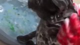 猫：大热天的，洗洗澡还挺凉快！