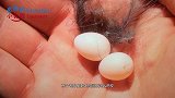 豆大一枚蛋里面会有什么？老外买回孵化，网友：破壳后也太可爱了